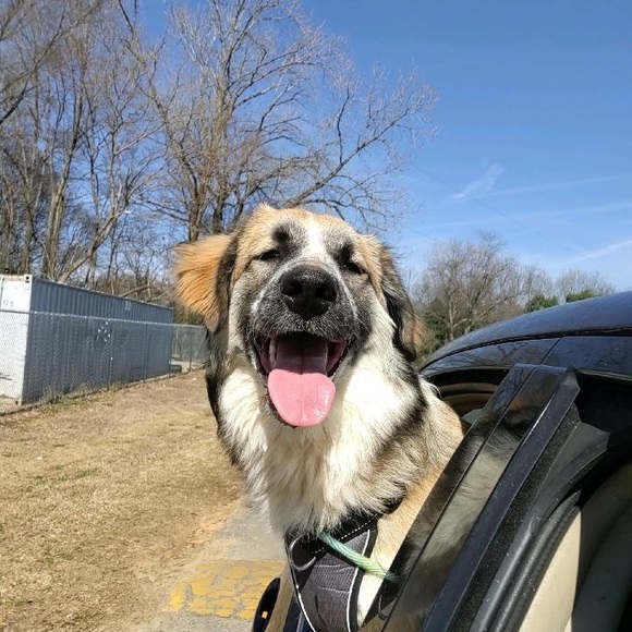 Meet your Posher, Sydney - Picture 1 of 1